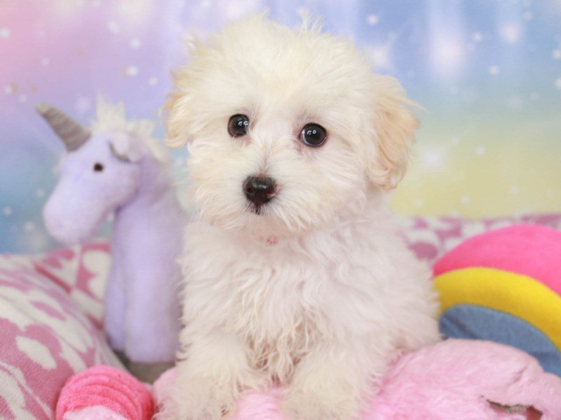 Maltipoo-Female-cream-3670757-Animal Kingdom | Puppies N Love