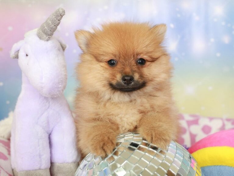 Pomeranian