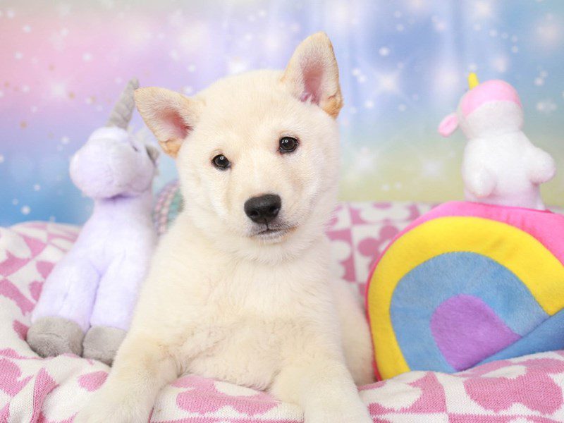 Shiba Inu-Female-cream-3671361-Animal Kingdom | Puppies N Love