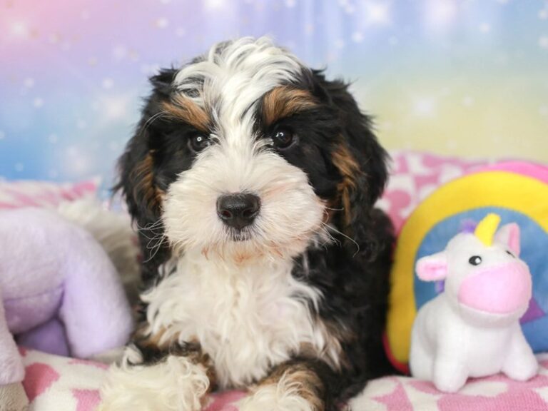 Mini Bernedoodle