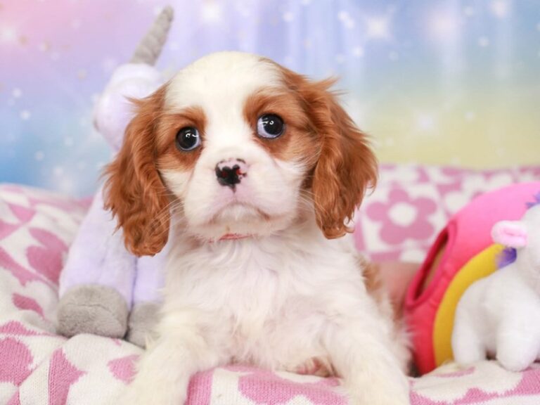 Cavalier King Charles