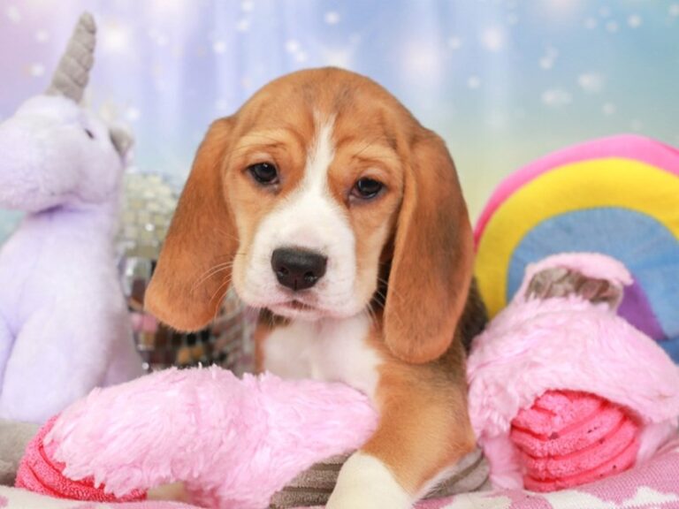 Beagle