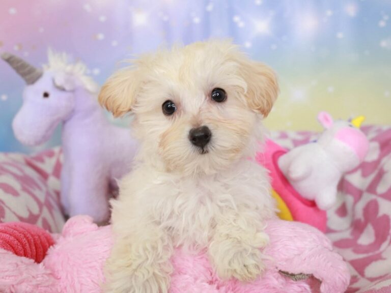 Maltipoo