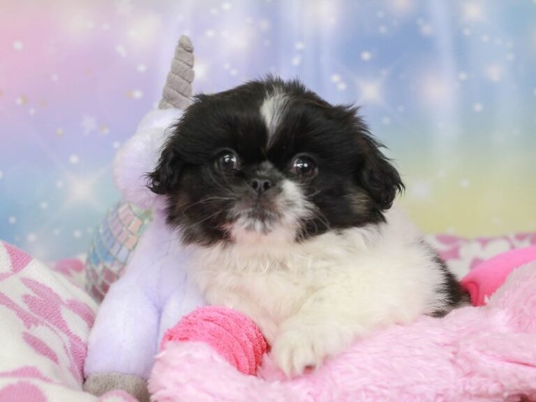 Pekingese