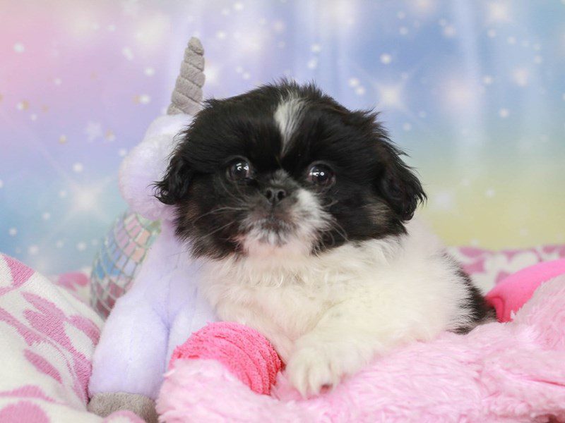 Pekingese-Male-blk & wh-3671020-Animal Kingdom | Puppies N Love