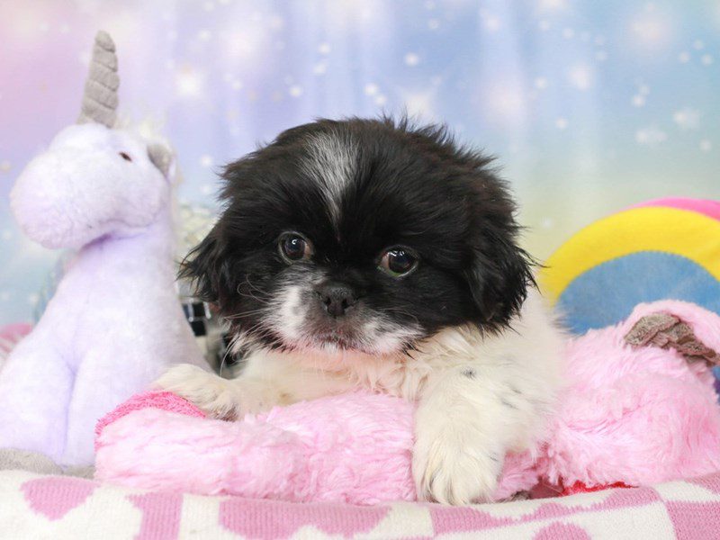 Pekingese-Male-blk & wh-3671021-Animal Kingdom | Puppies N Love