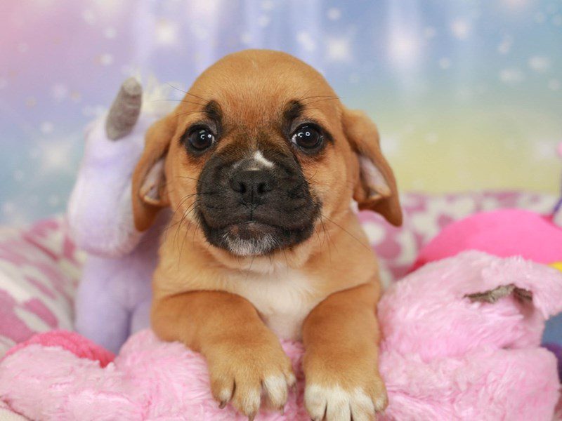 Puggle-Male-fwn-3670780-Animal Kingdom | Puppies N Love