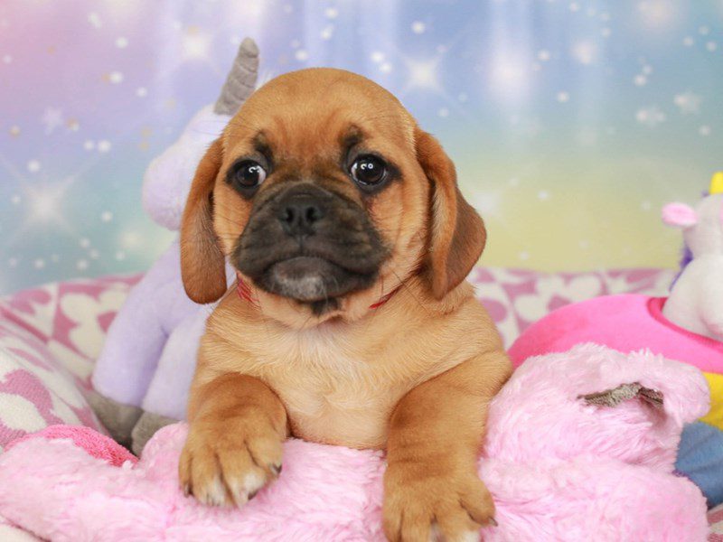 Puggle-Female-fwn-3670781-Animal Kingdom | Puppies N Love