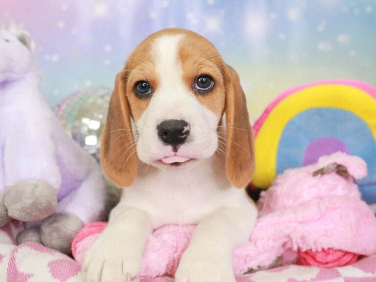 Beagle