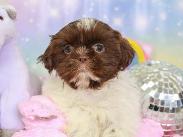 Shih Tzu