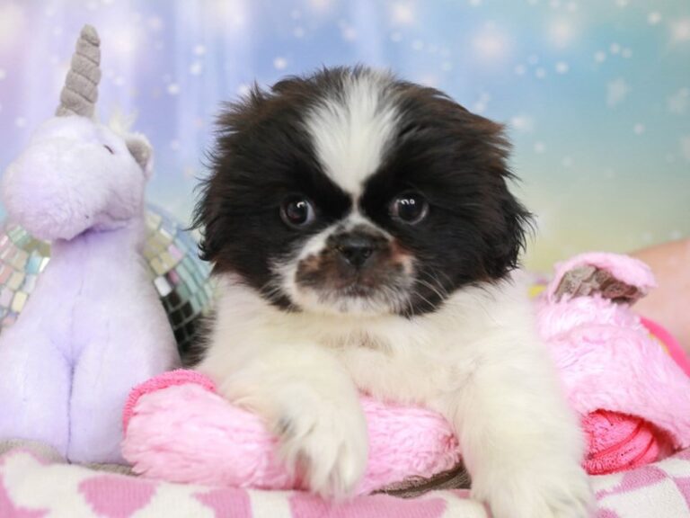 Pekingese