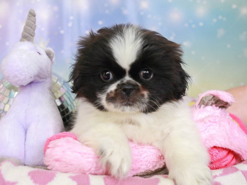 Pekingese-Female-blk & wh-3671022-Animal Kingdom | Puppies N Love