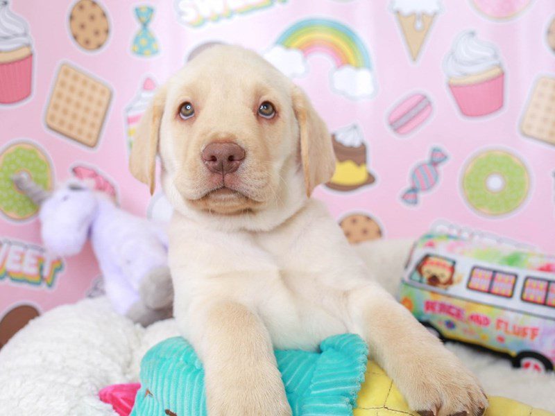 Labrador Retriever-Male-YELLOW-3680140-Animal Kingdom | Puppies N Love