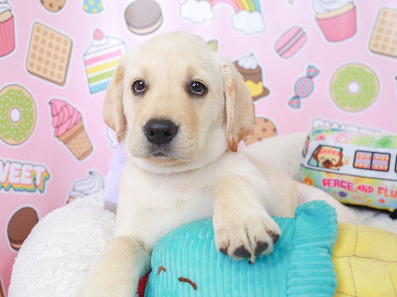 Labrador Retriever-Female-YELLOW-3680142-Animal Kingdom | Puppies N Love