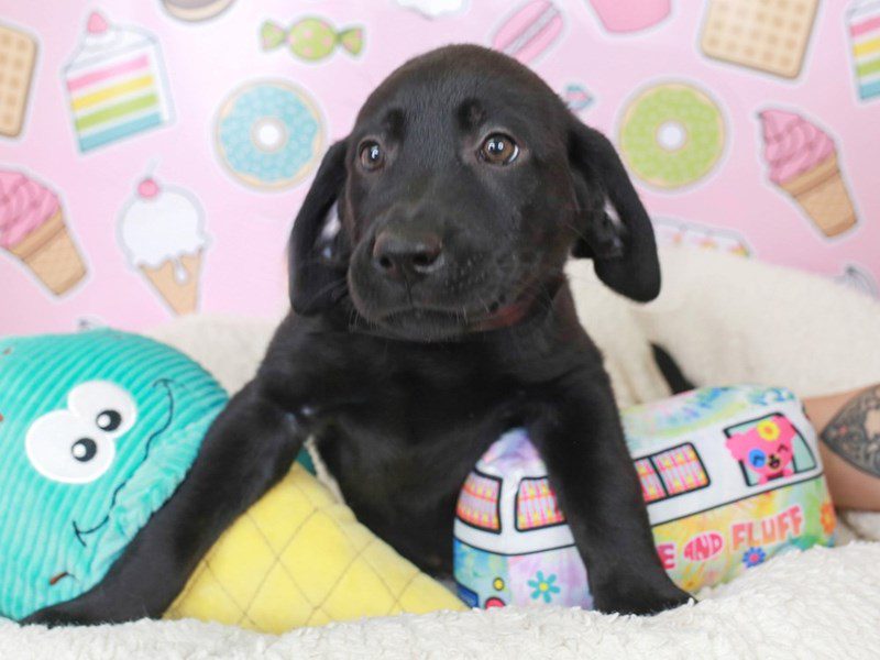 Labrador Retriever-Male-Blk-3680532-Animal Kingdom | Puppies N Love