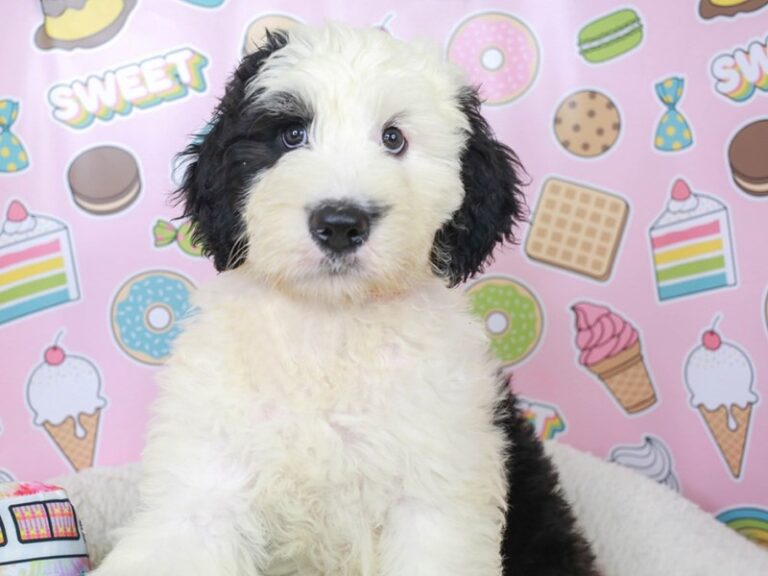 F1 sheepadoodle