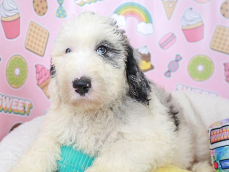 F1 sheepadoodle