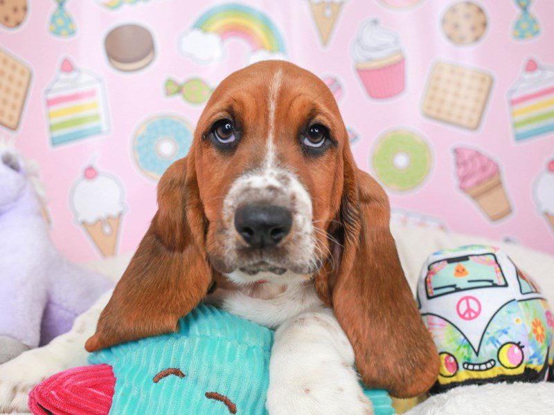 Basset Hound-Female-tri-3680918-Animal Kingdom | Puppies N Love