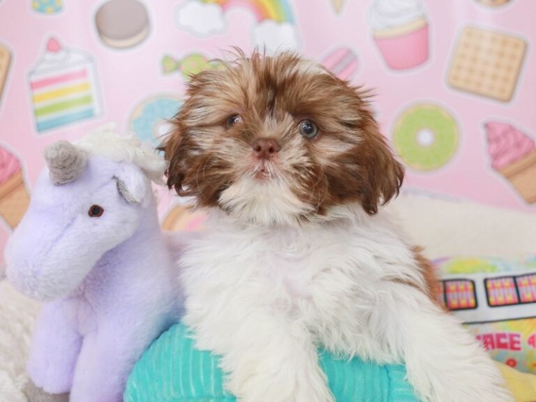 Shih Tzu