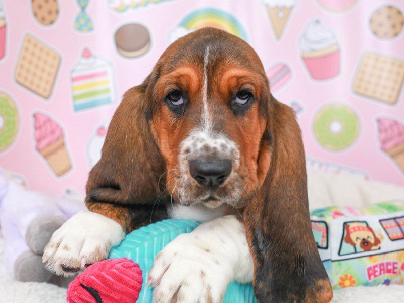 Basset Hound-Female-tri-3680917-Animal Kingdom | Puppies N Love