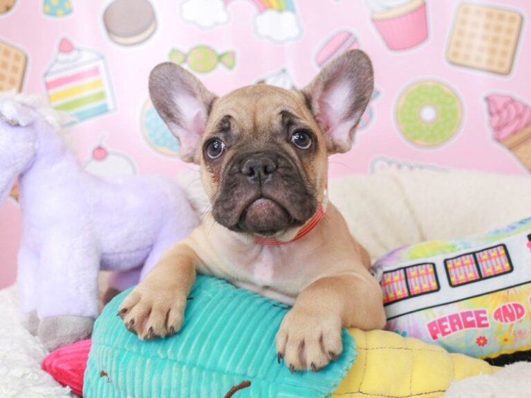 French Bulldog