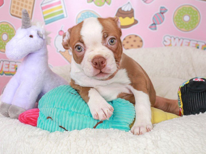 Boston Terrier-Female-Seal and White-3679753-Animal Kingdom | Puppies N Love