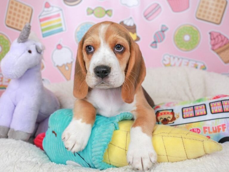 Beagle
