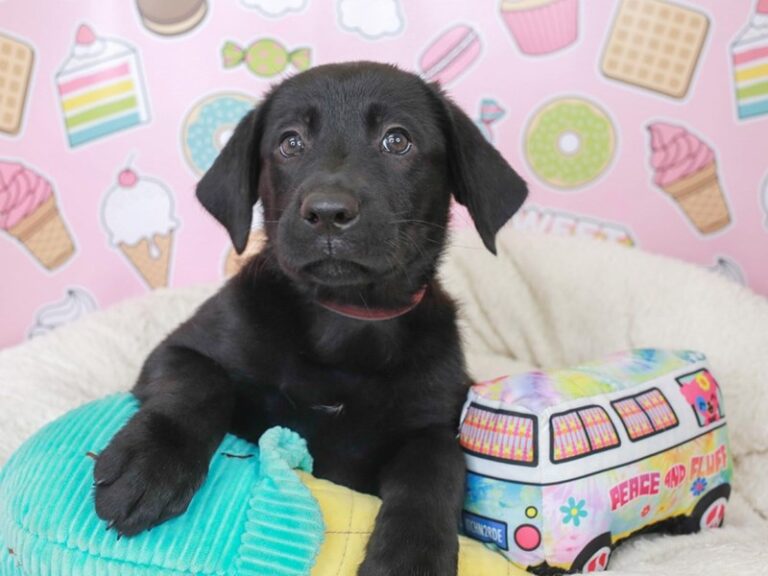 Labrador Retriever