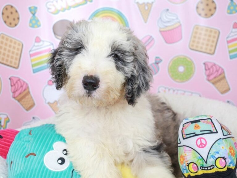 Sheepadoodle