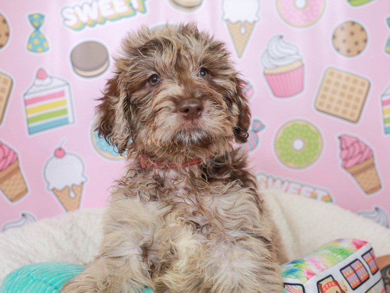 Labradoodle-Female-choc mrl-3680512-Animal Kingdom | Puppies N Love