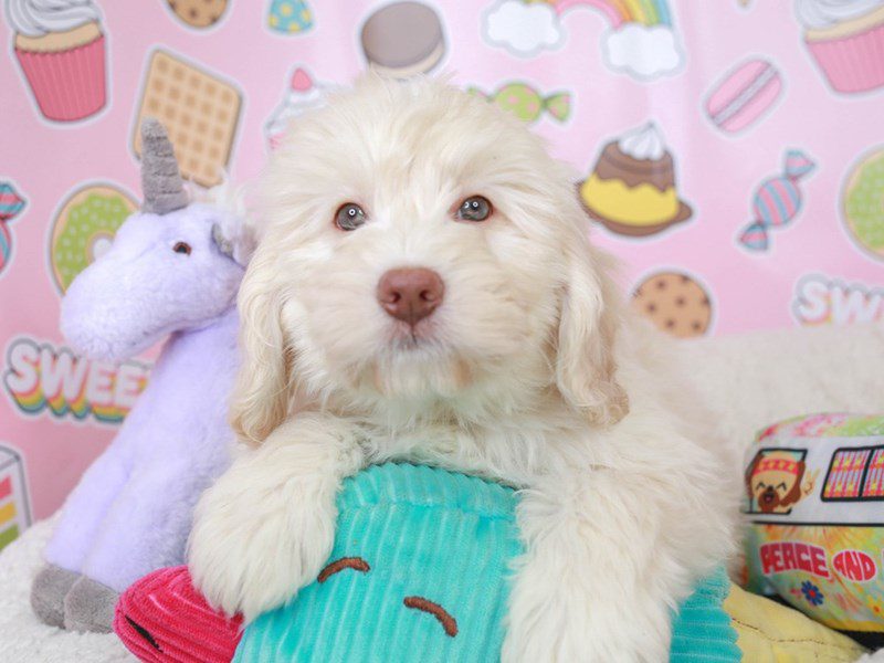 Mini Newfiepoo-Male-Cream-3680847-Animal Kingdom | Puppies N Love