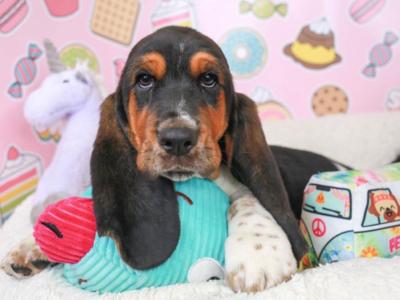 Basset Hound-Male-tri-3680916-Animal Kingdom | Puppies N Love