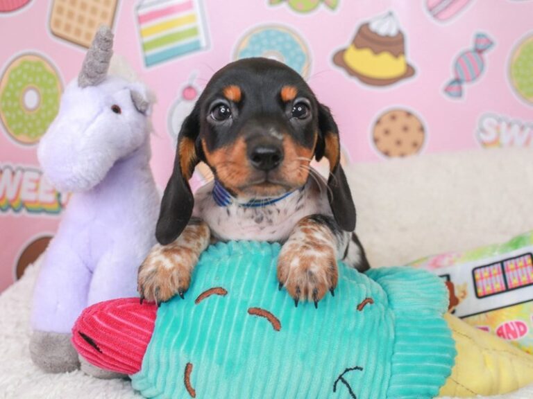 Dachshund