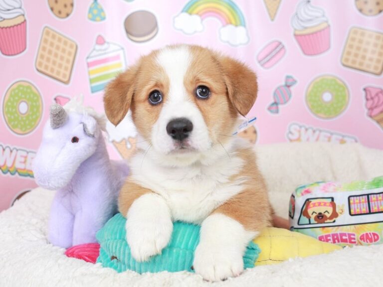 Pembroke Welsh Corgi