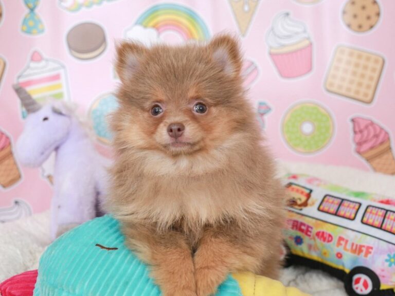 Pomeranian