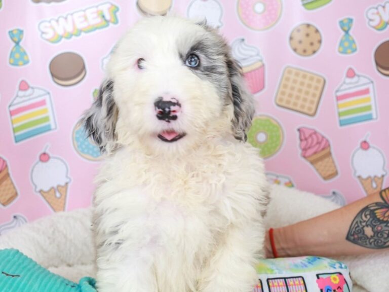 Sheepadoodle