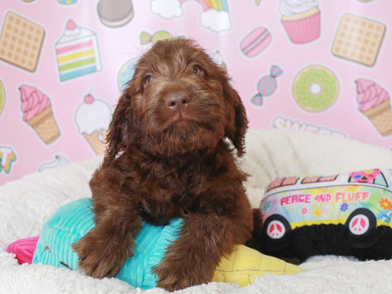 Labradoodle-Female-choc-3680515-Animal Kingdom | Puppies N Love