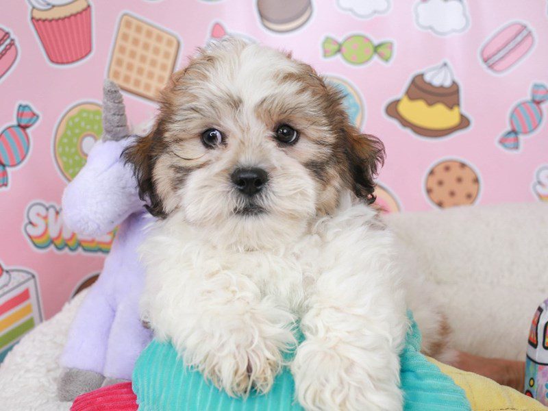 Malshi-Male-gld & wh-3680888-Animal Kingdom | Puppies N Love