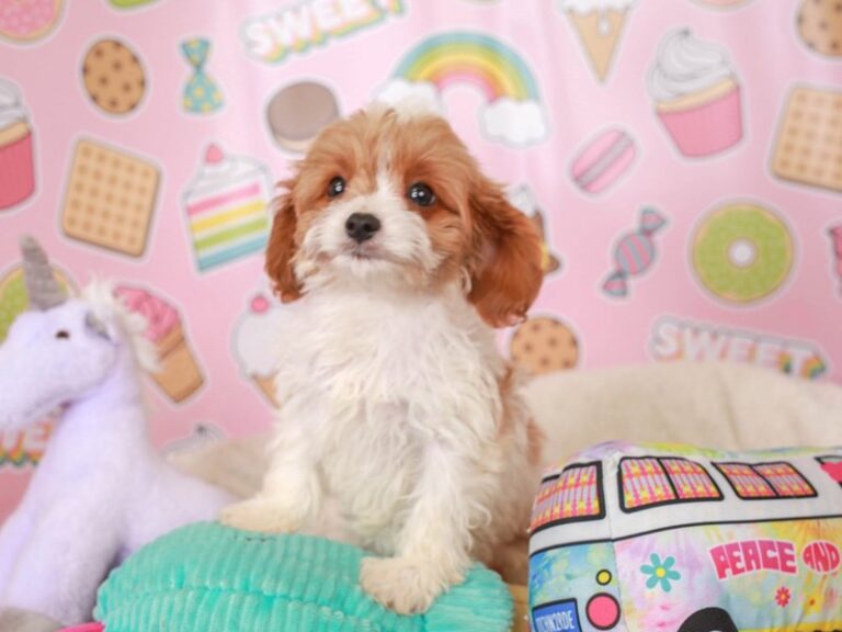 Cavapoo