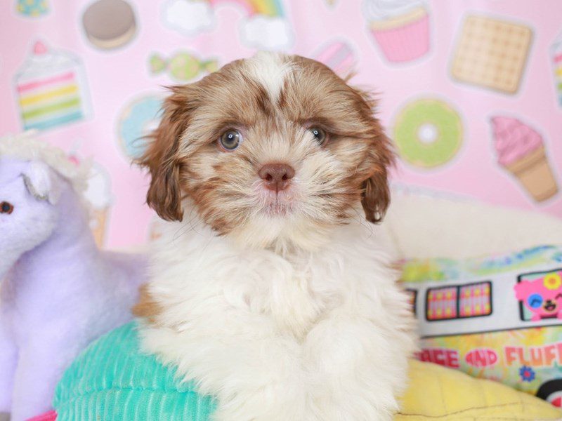 Shih Tzu-Male-Liver & wh-3680190-Animal Kingdom | Puppies N Love