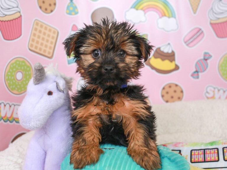 Yorkshire Terrier