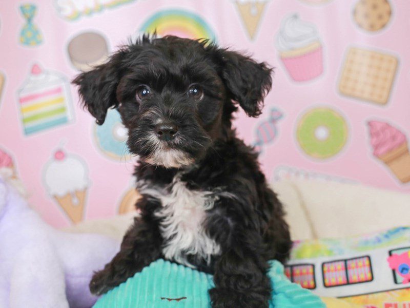 Yorkie Poo-Male-BLACK & WHT-3680332-Animal Kingdom | Puppies N Love