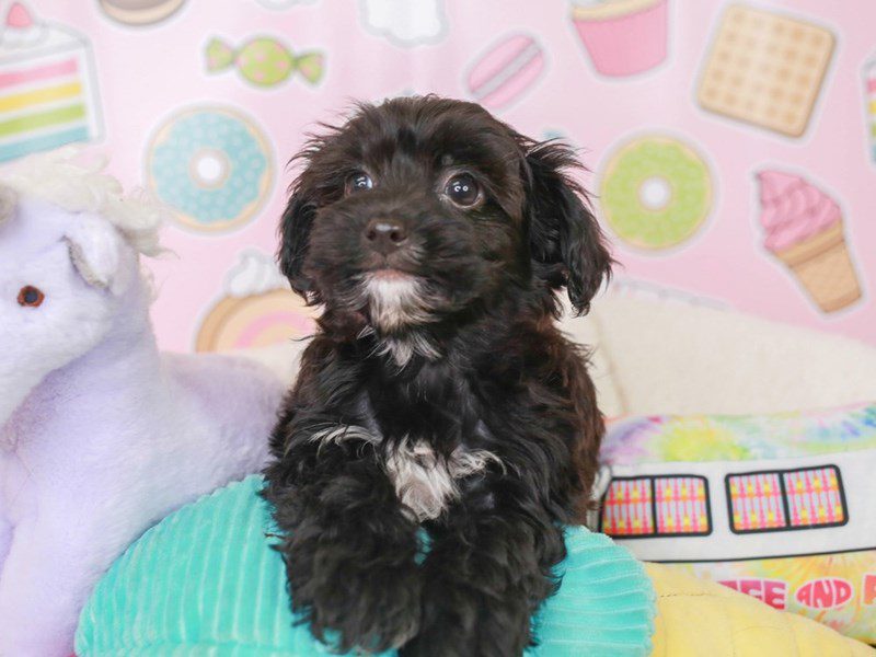 Yorkie Poo-Male-BLACK-3680333-Animal Kingdom | Puppies N Love