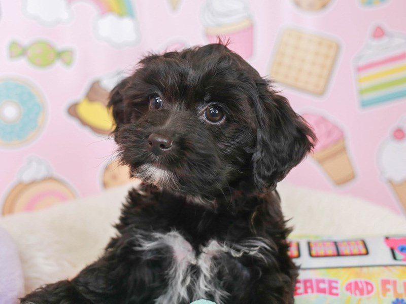 Yorkie Poo-Female-BLACK-3680334-Animal Kingdom | Puppies N Love