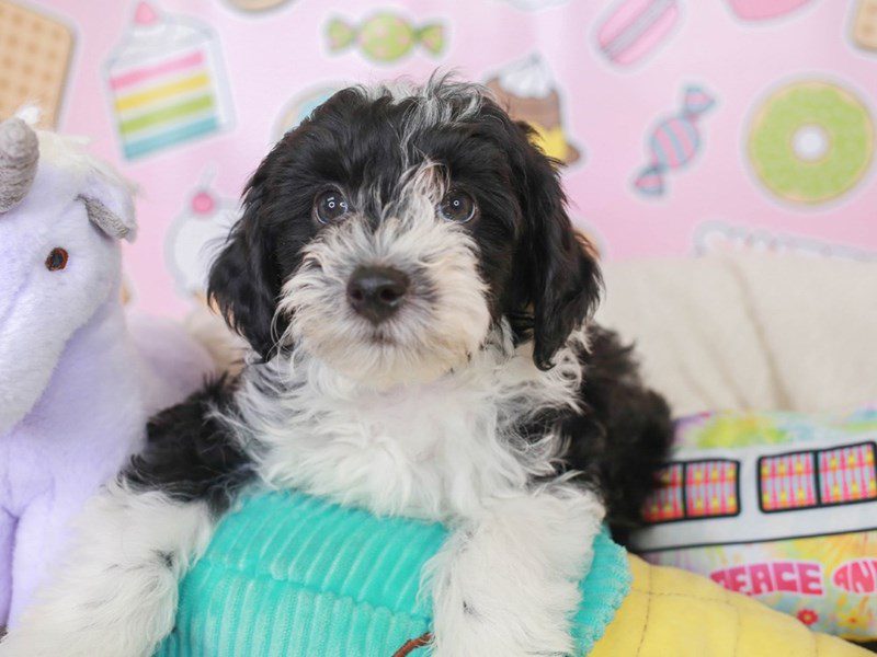 Aussie Poo-Male-Blk & Wh-3680314-Animal Kingdom | Puppies N Love