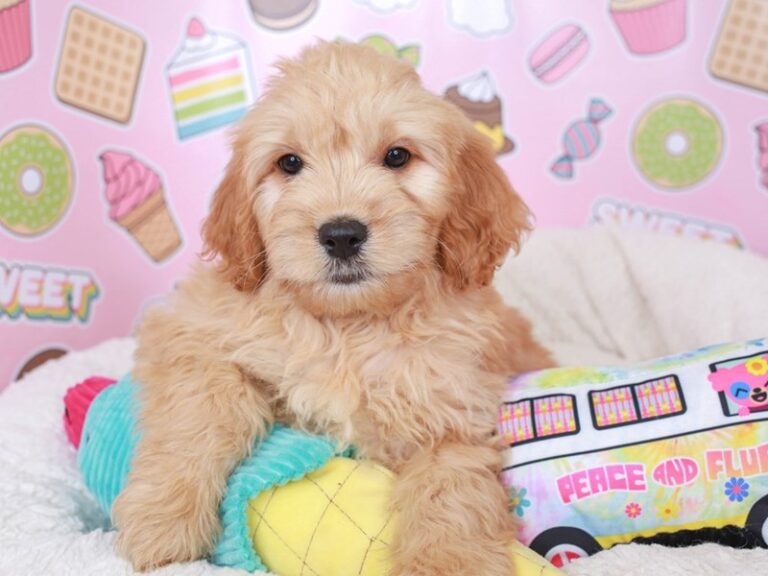 Mini Goldendoodle