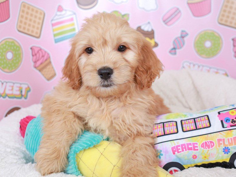 Mini Goldendoodle-Male-gldn-3680290-Animal Kingdom | Puppies N Love