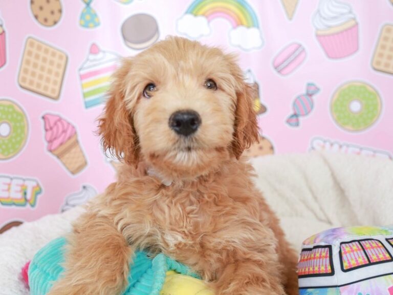 Mini Goldendoodle