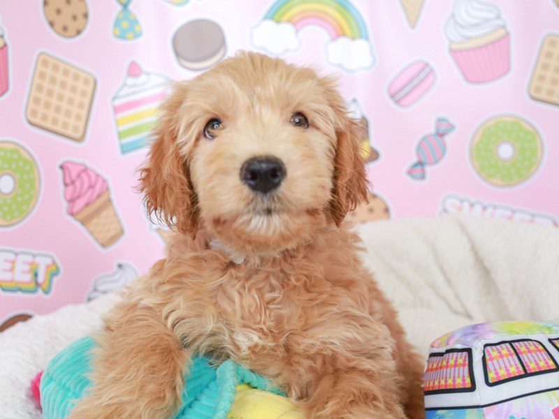 Mini Goldendoodle-Male-gldn-3680291-Animal Kingdom | Puppies N Love