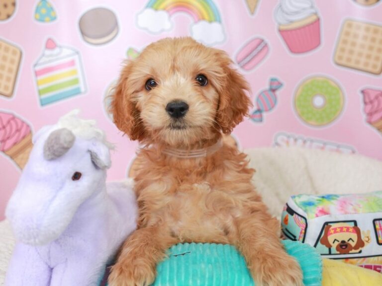 Mini Goldendoodle